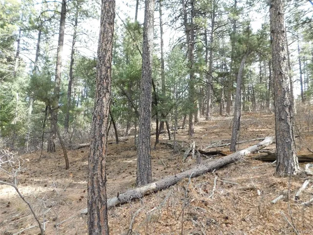 a view of a forest filled with trees
