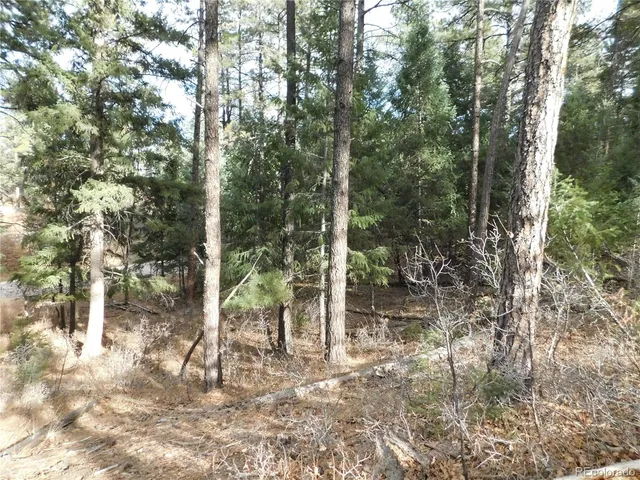 a view of a forest with trees in the background