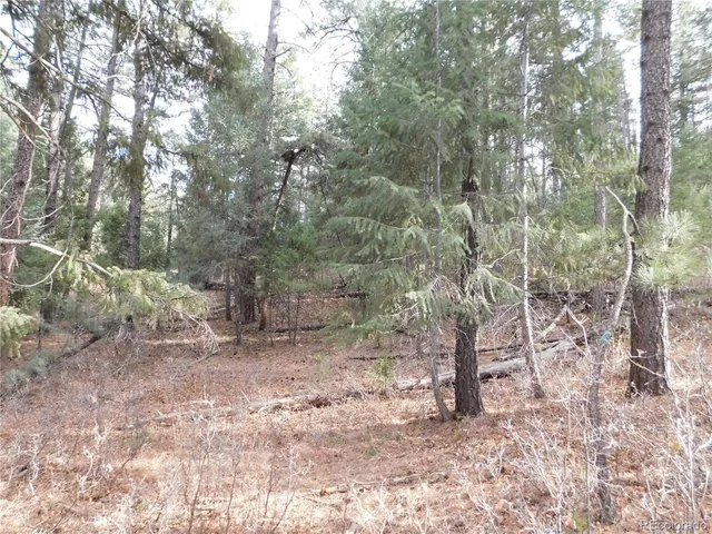 a view of a forest with trees
