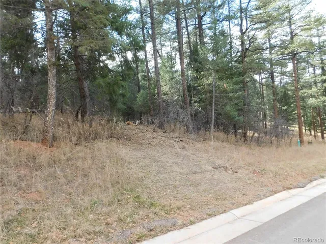 a view of a forest filled with trees
