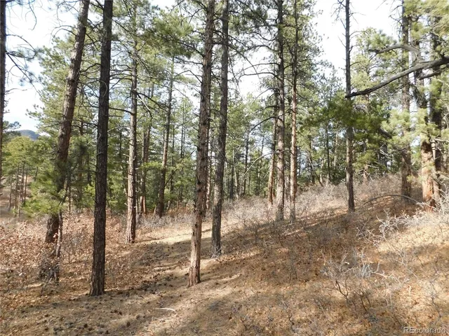 a view of a forest with trees in the background