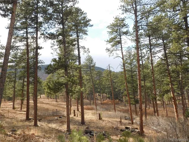a view of a forest filled with trees