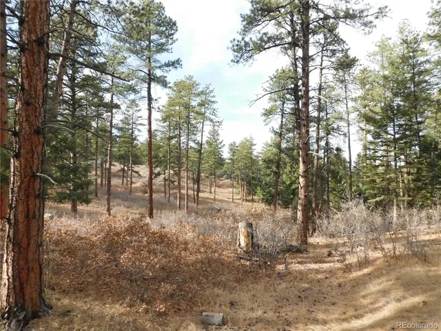 a view of a yard with large trees