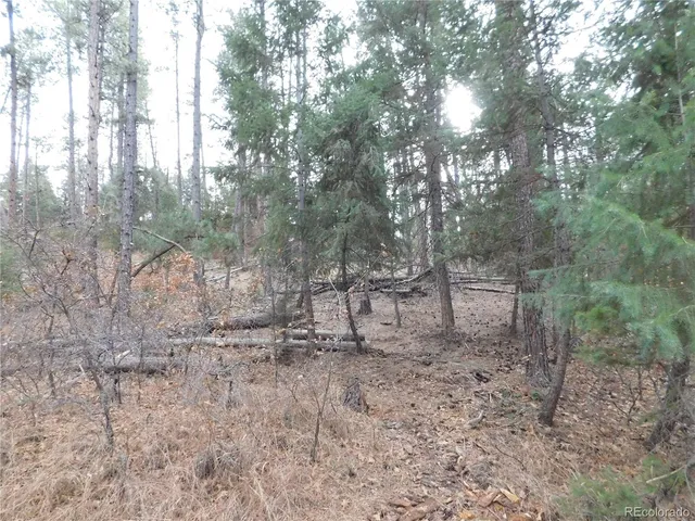 a view of a forest with trees in the background
