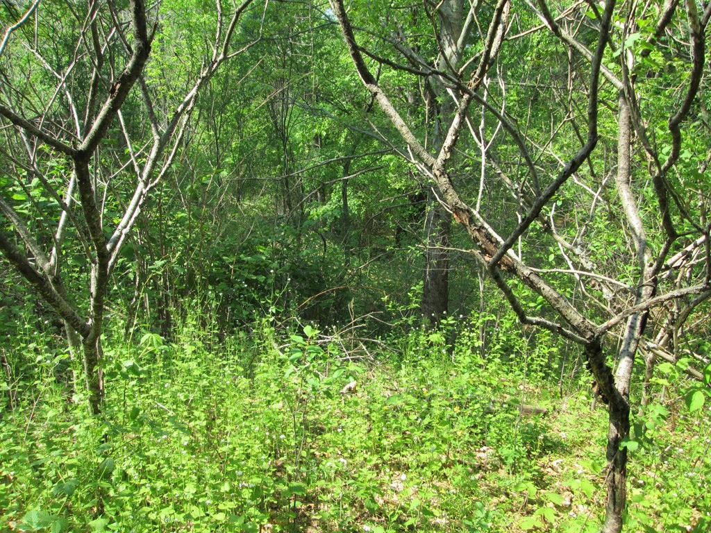 9 Dell Hollow Road Billerica, MA 01821 - Photo 26 of 41 Gallery Image 26
