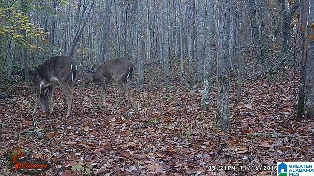 615 Fox Trot Road Talladega, AL 35160 - Photo 22 of 31