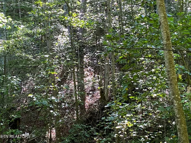 $420,000 | 20 Tan Trough Hollow, Evarts, KY 40828