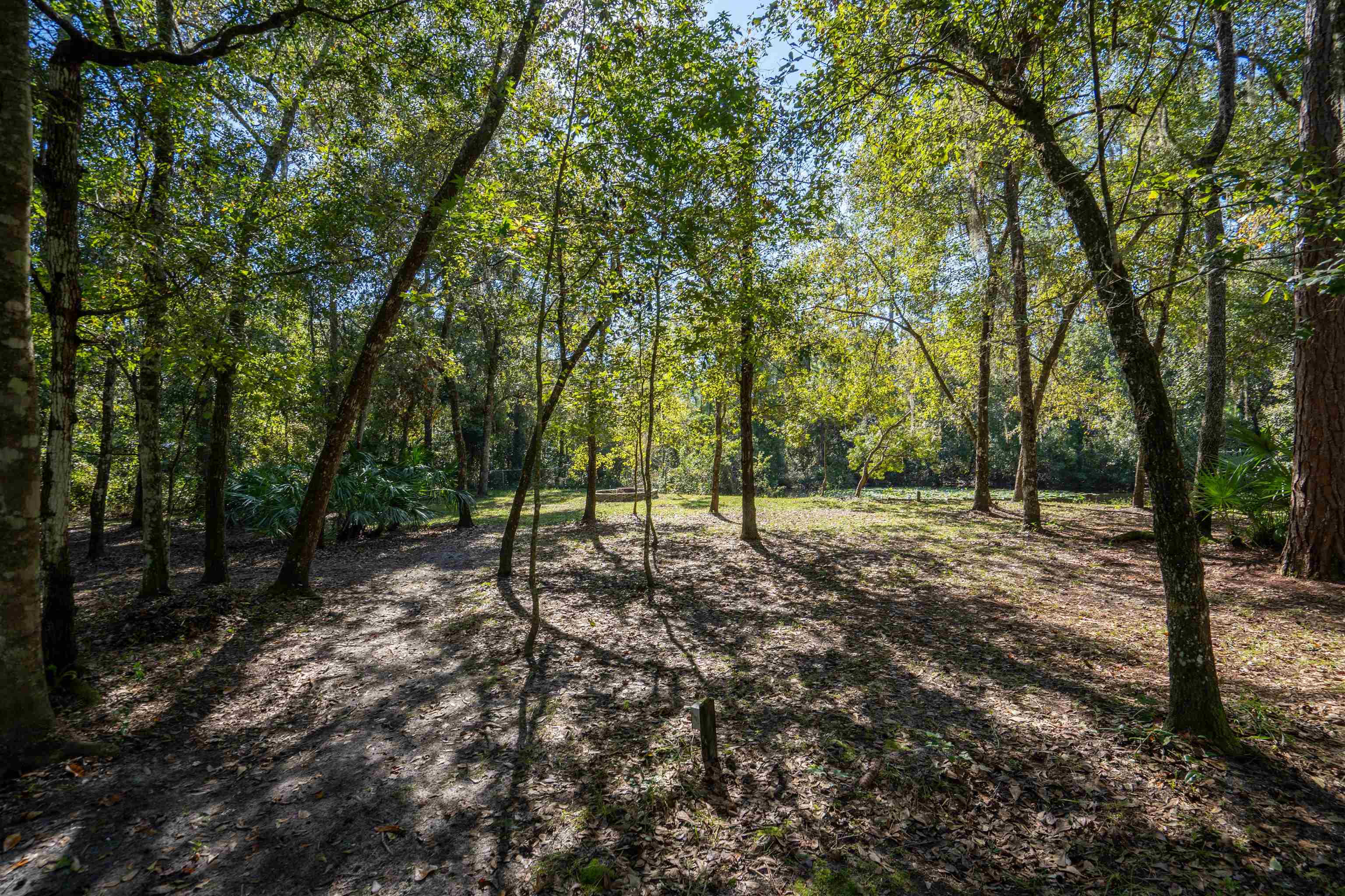 5525 St Ambrose Church Road Elkton, FL 32033 - Photo 41 of 66 a view of a forest with trees in the background
