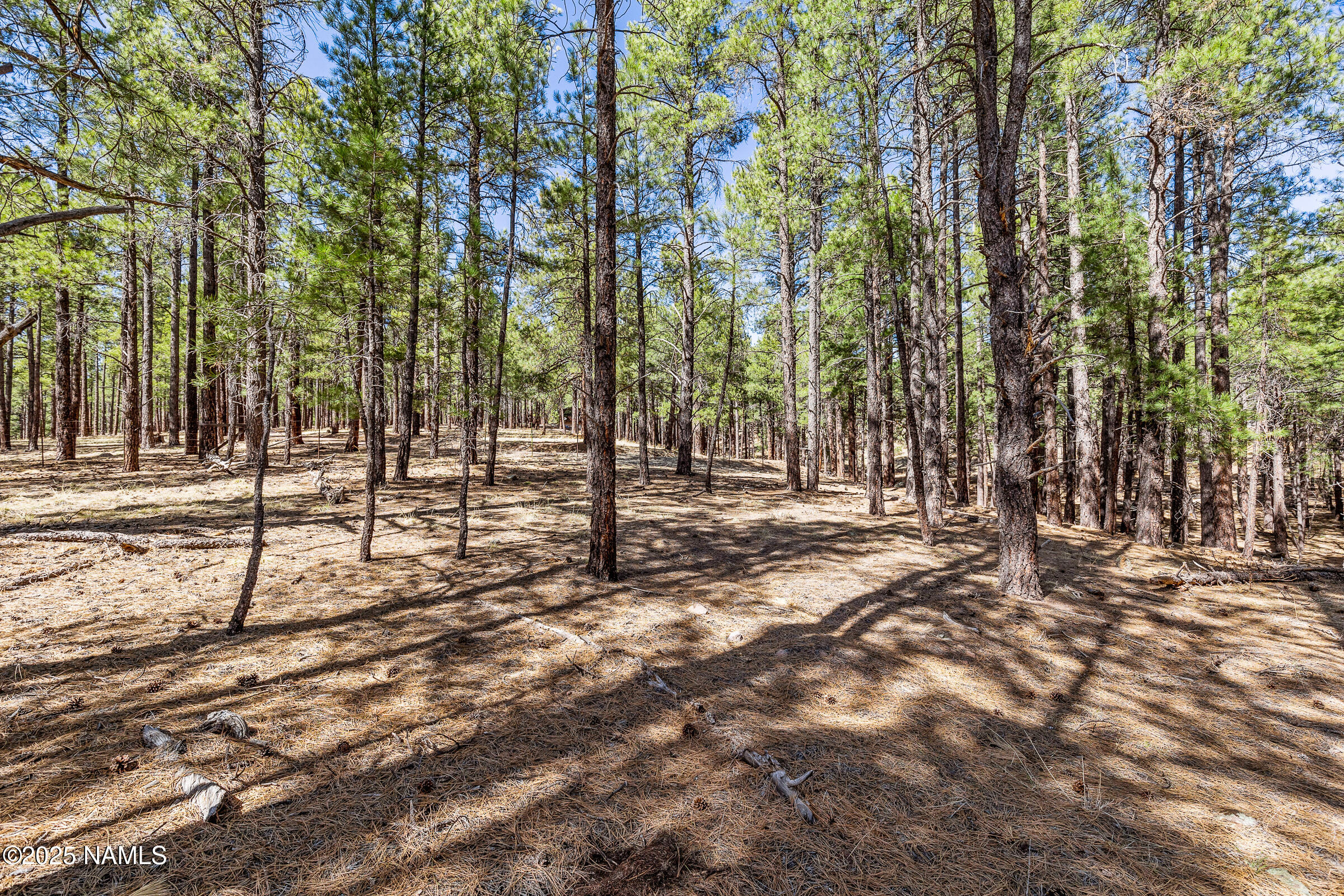 5325 Magdalena Road Flagstaff, AZ 86001 - Photo 33 of 36 Forest View