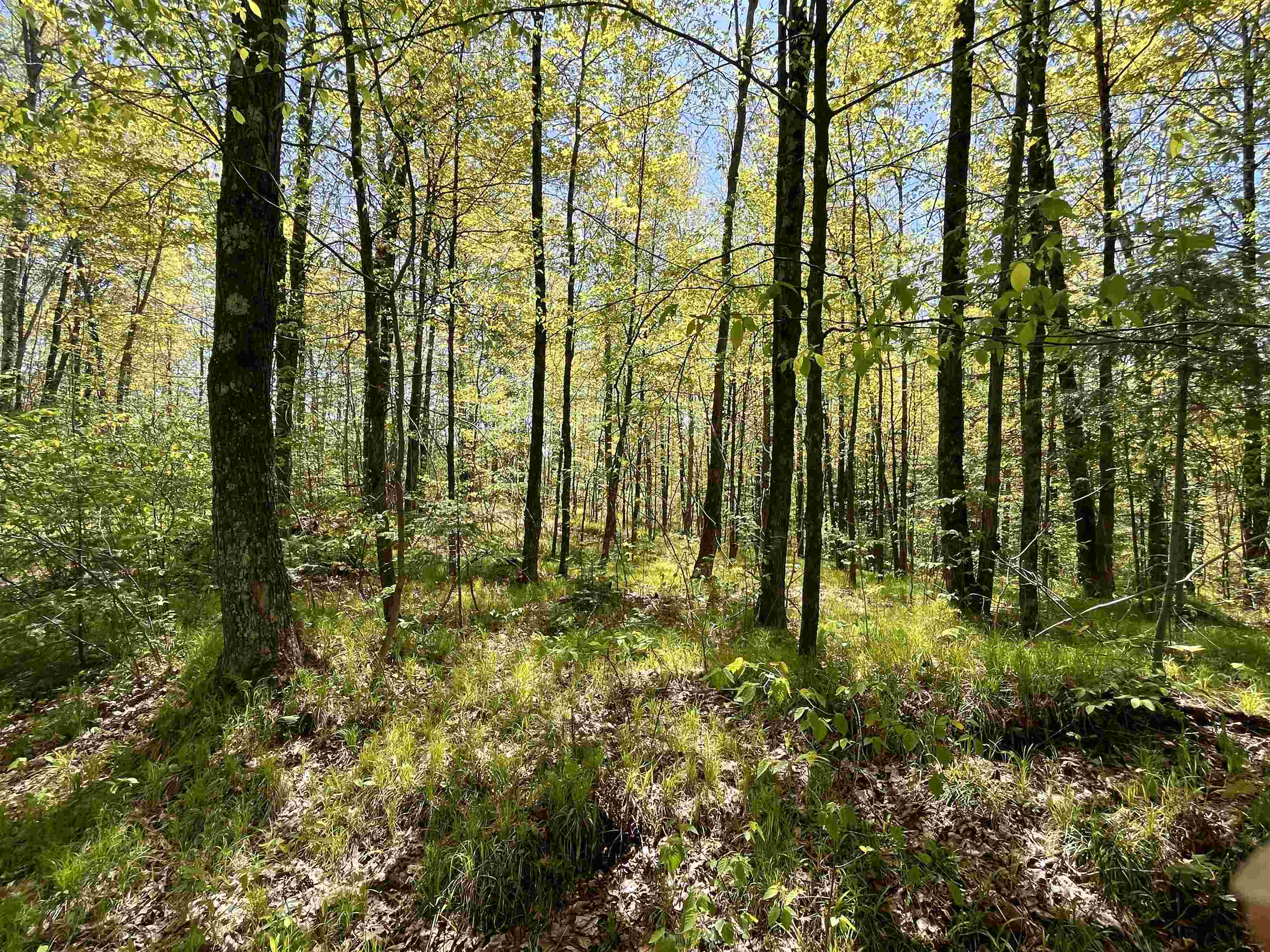 80-acres 80-acres Clausen Road Prentice, WI 54556 - Photo 8 of 17