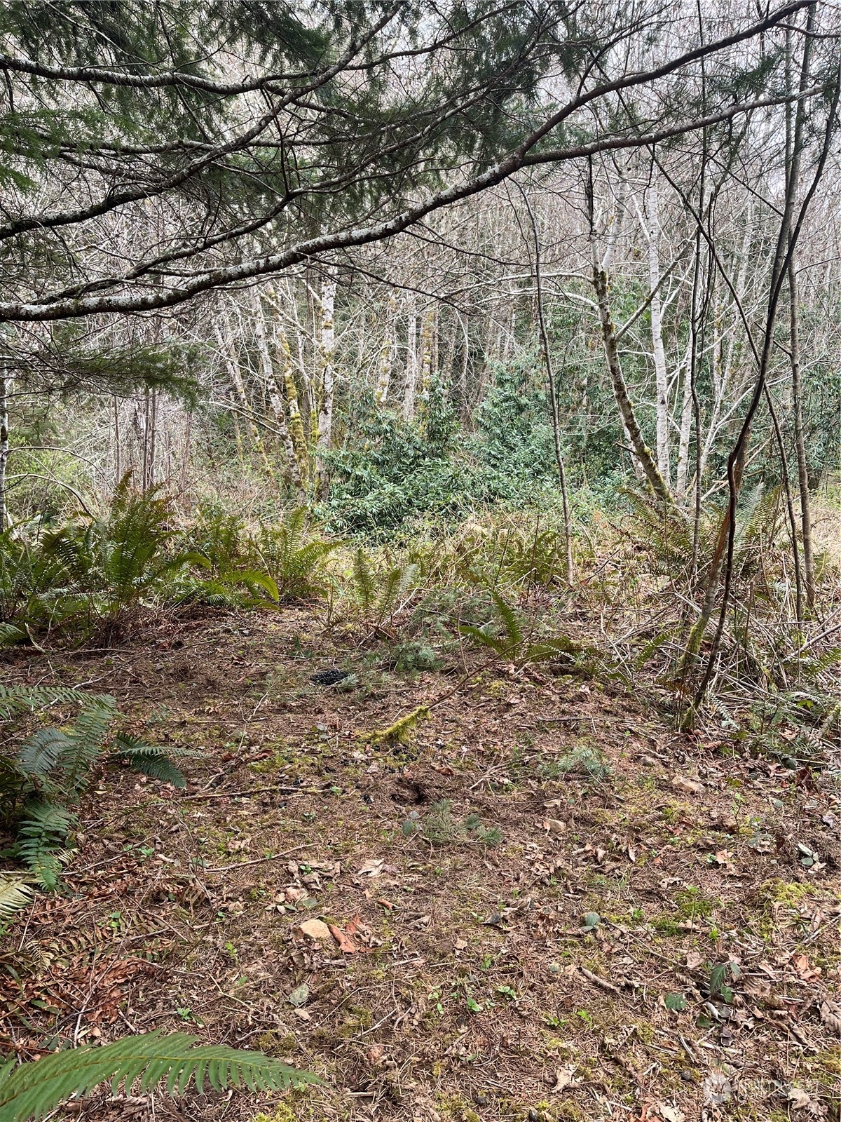 56 Fern Hill Road, Unit LOT 2 Cathlamet, WA 98612 - Photo 11 of 17 a view of a yard