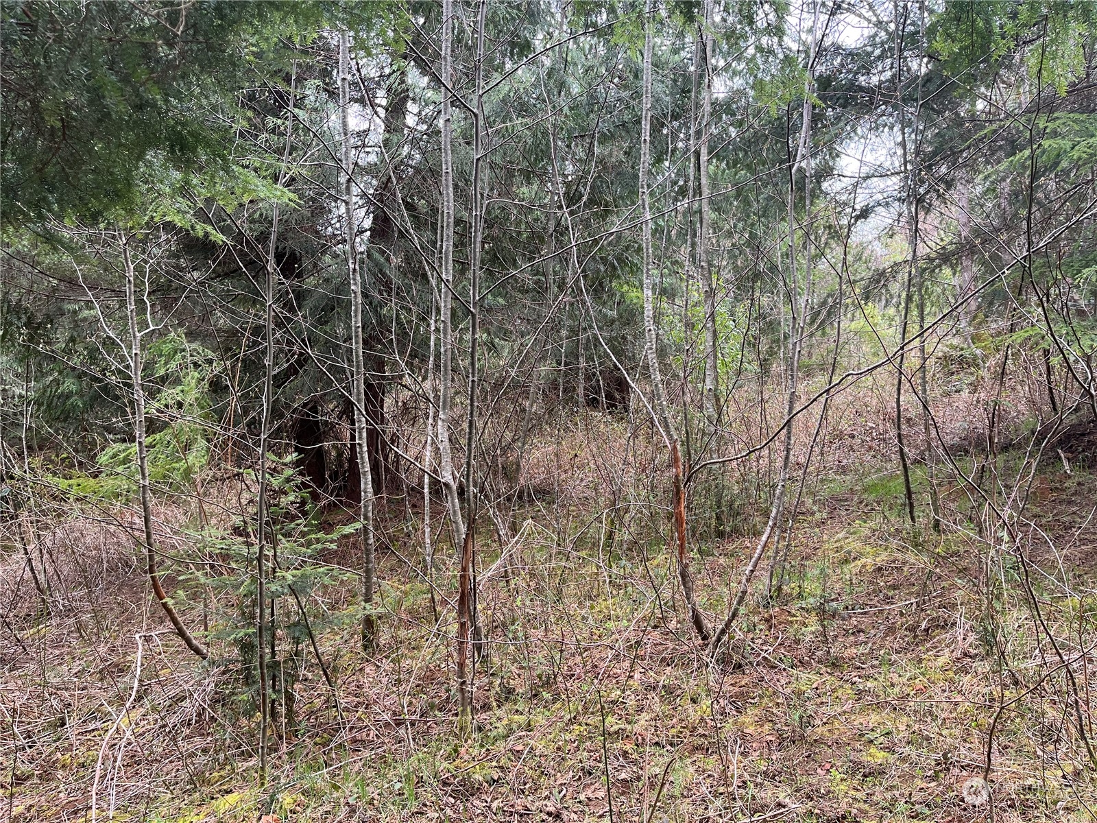 56 Fern Hill Road, Unit LOT 2 Cathlamet, WA 98612 - Photo 12 of 17 a view of a yard