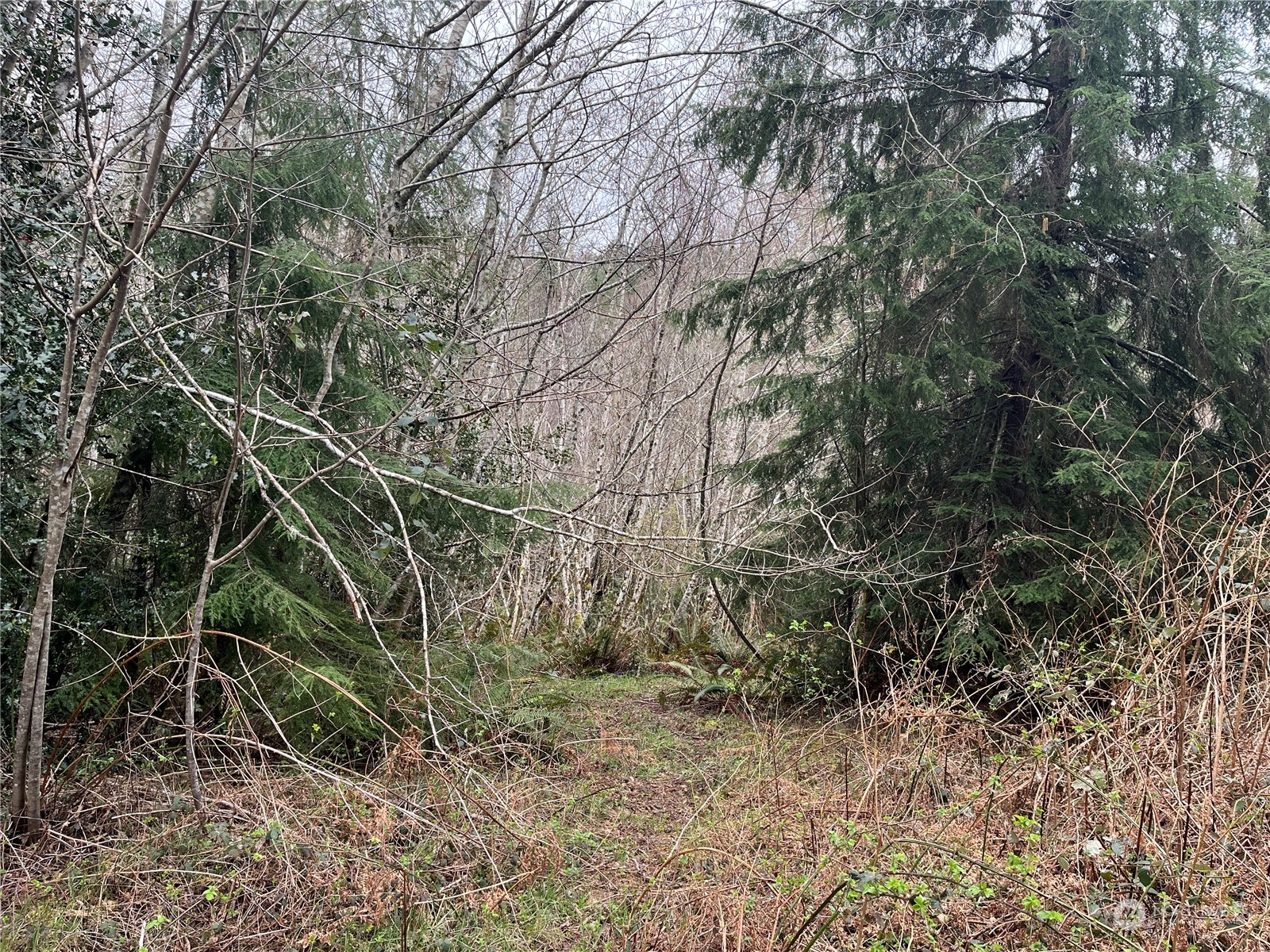 56 Fern Hill Road, Unit LOT 2 Cathlamet, WA 98612 - Photo 13 of 17 a backyard of a house with lots of plants and space