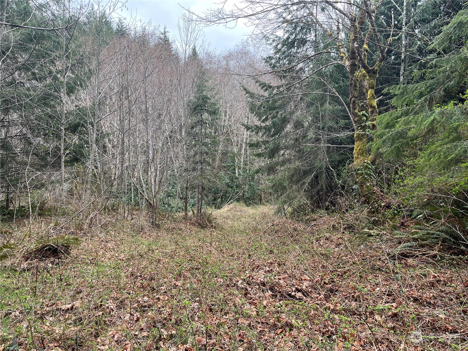 56 Fern Hill Road, Unit LOT 2 Cathlamet, WA 98612 - Photo 14 of 17 a view of a forest with trees in the background
