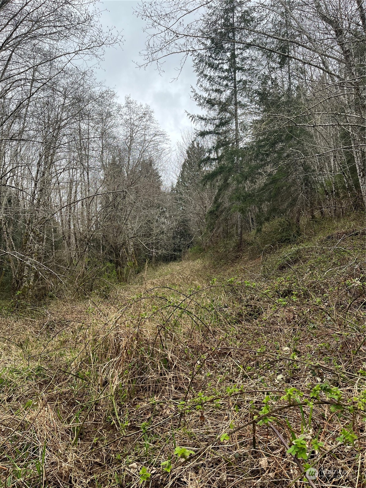 56 Fern Hill Road, Unit LOT 2 Cathlamet, WA 98612 - Photo 15 of 17 a view of a yard with large trees
