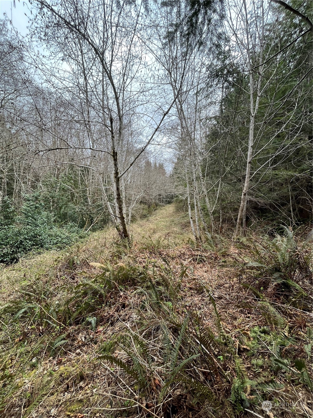 56 Fern Hill Road, Unit LOT 2 Cathlamet, WA 98612 - Photo 16 of 17 a view of a yard with a tree