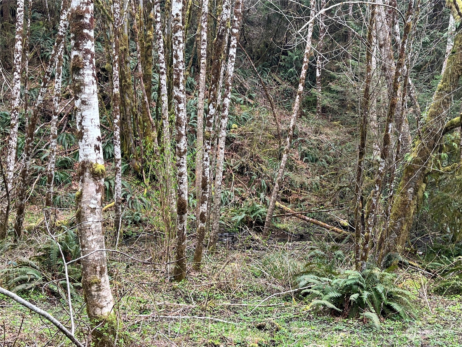 56 Fern Hill Road, Unit LOT 2 Cathlamet, WA 98612 - Photo 17 of 17 a view of a yard