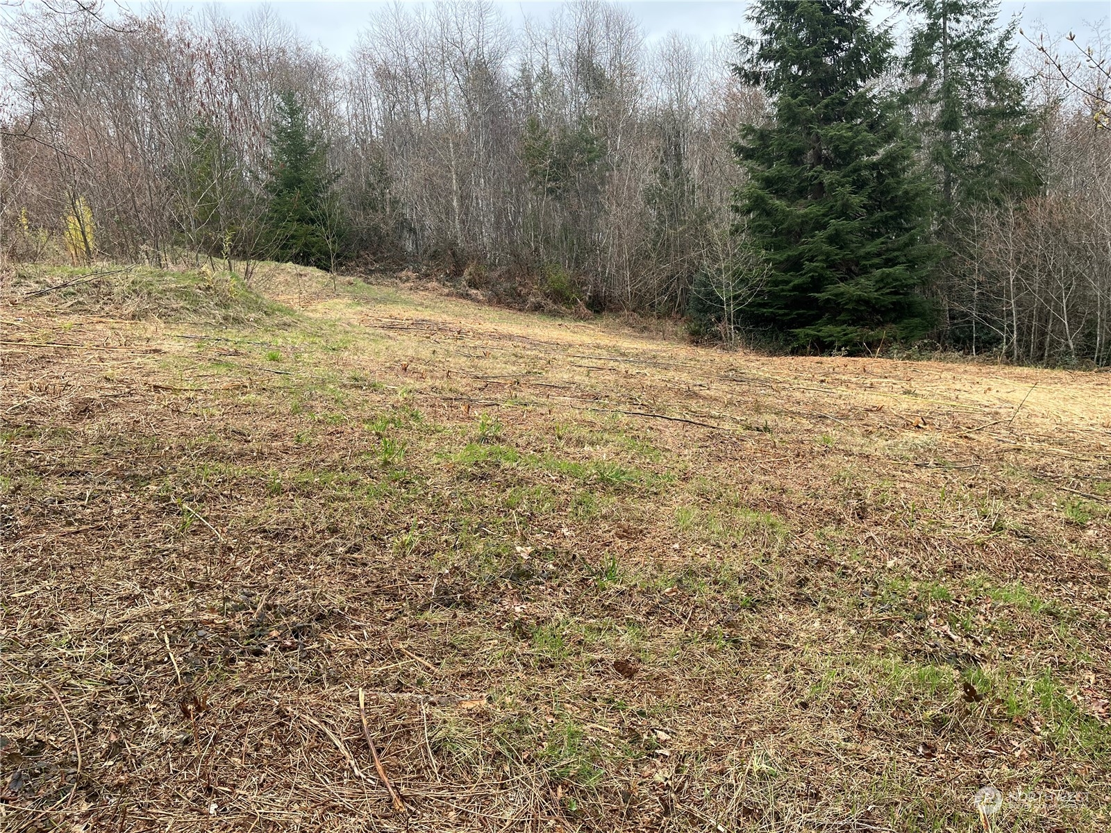 56 Fern Hill Road, Unit LOT 2 Cathlamet, WA 98612 - Photo 2 of 17 a view of a yard with large trees