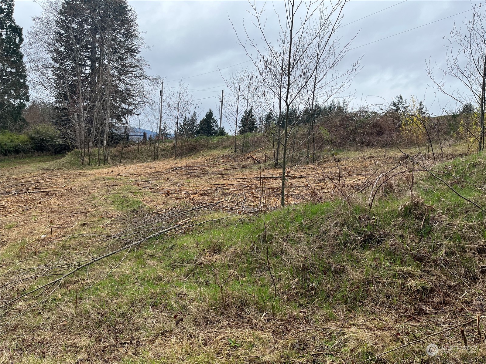 56 Fern Hill Road, Unit LOT 2 Cathlamet, WA 98612 - Photo 5 of 17 a view of a yard with trees