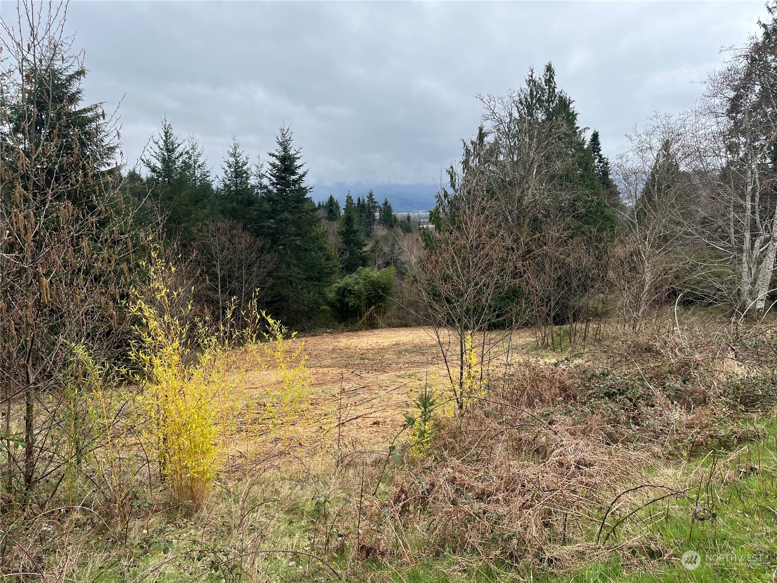 56 Fern Hill Road, Unit LOT 2 Cathlamet, WA 98612 - Photo 6 of 17 a view of a yard with trees