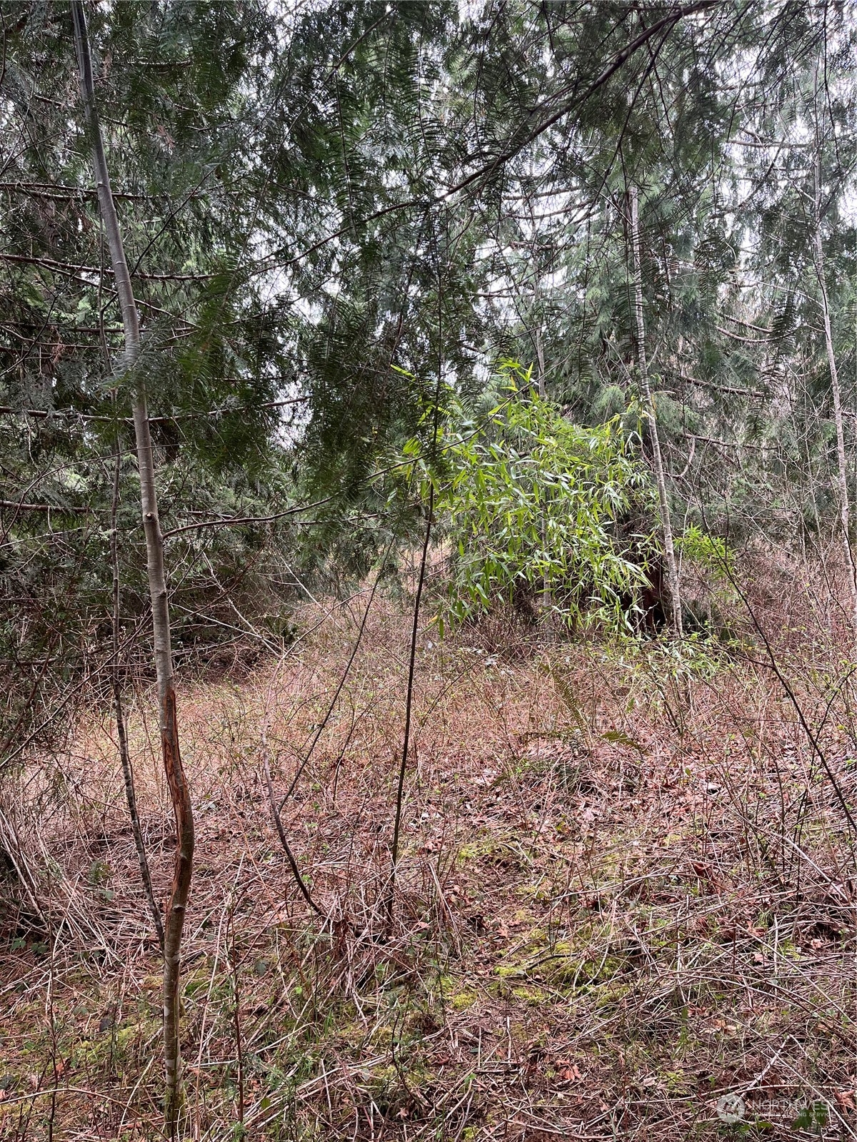 56 Fern Hill Road, Unit LOT 2 Cathlamet, WA 98612 - Photo 9 of 17 a view of a forest with a tree