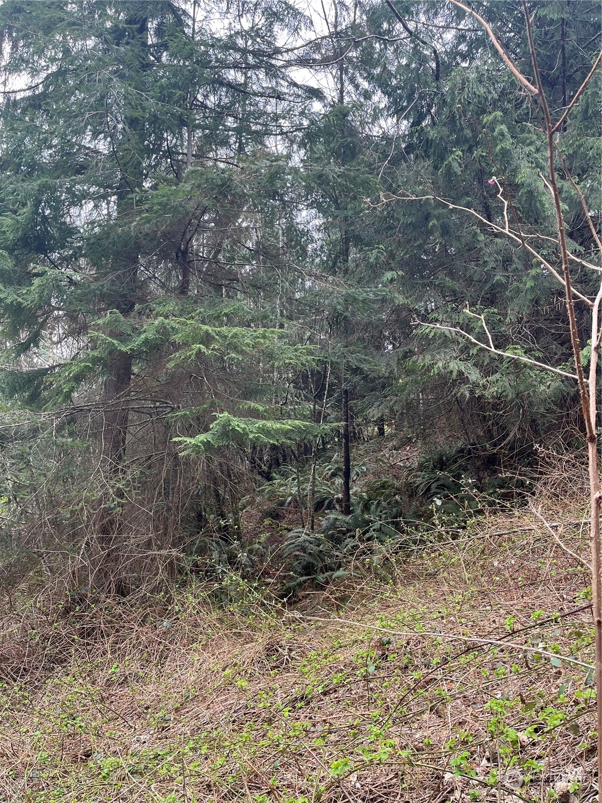 56 Fern Hill Road, Unit LOT 2 Cathlamet, WA 98612 - Photo 10 of 17 a view of a yard with a tree