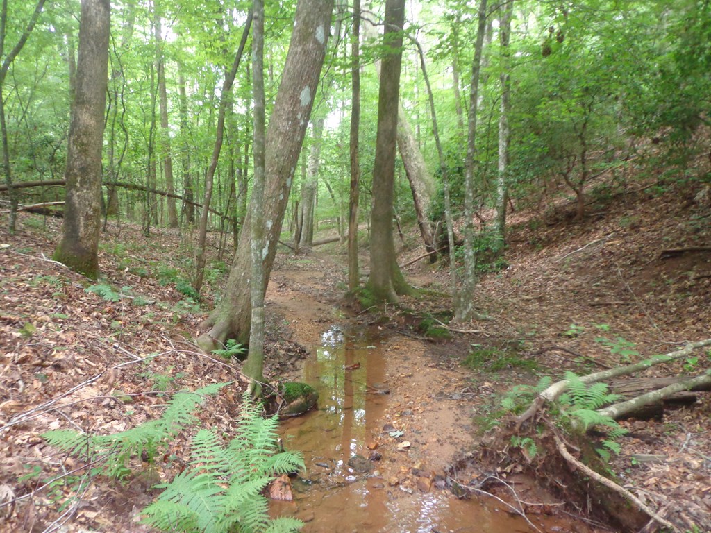 9547 Big Creek Road Ellijay, GA 30536 - Photo 48 of 82 a view of a forest with large trees