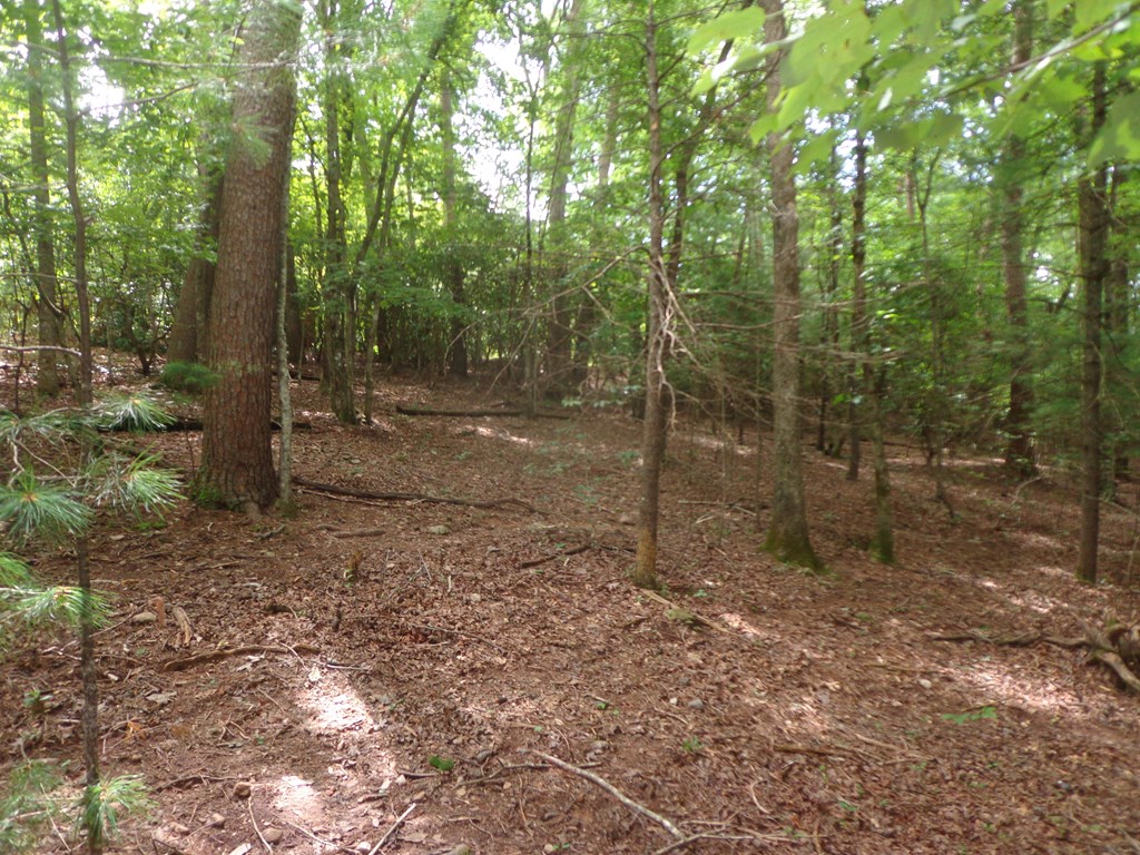 9547 Big Creek Road Ellijay, GA 30536 - Photo 53 of 82 a view of a forest with trees