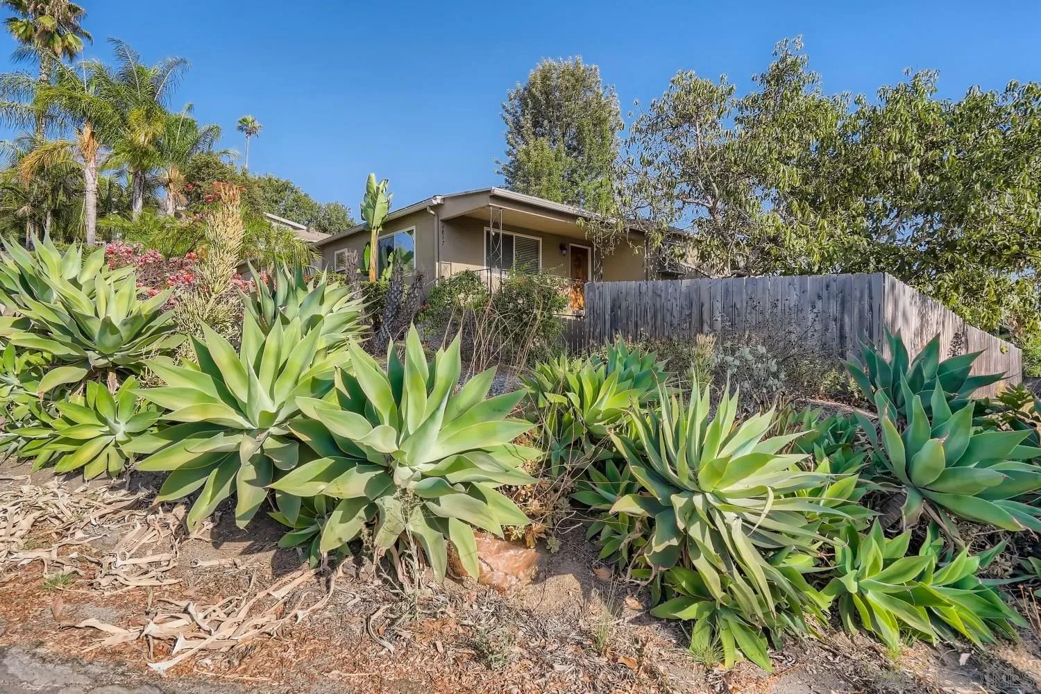 4817 Maple Avenue La Mesa, CA 91942 - Photo 4 of 31 a picture of plants