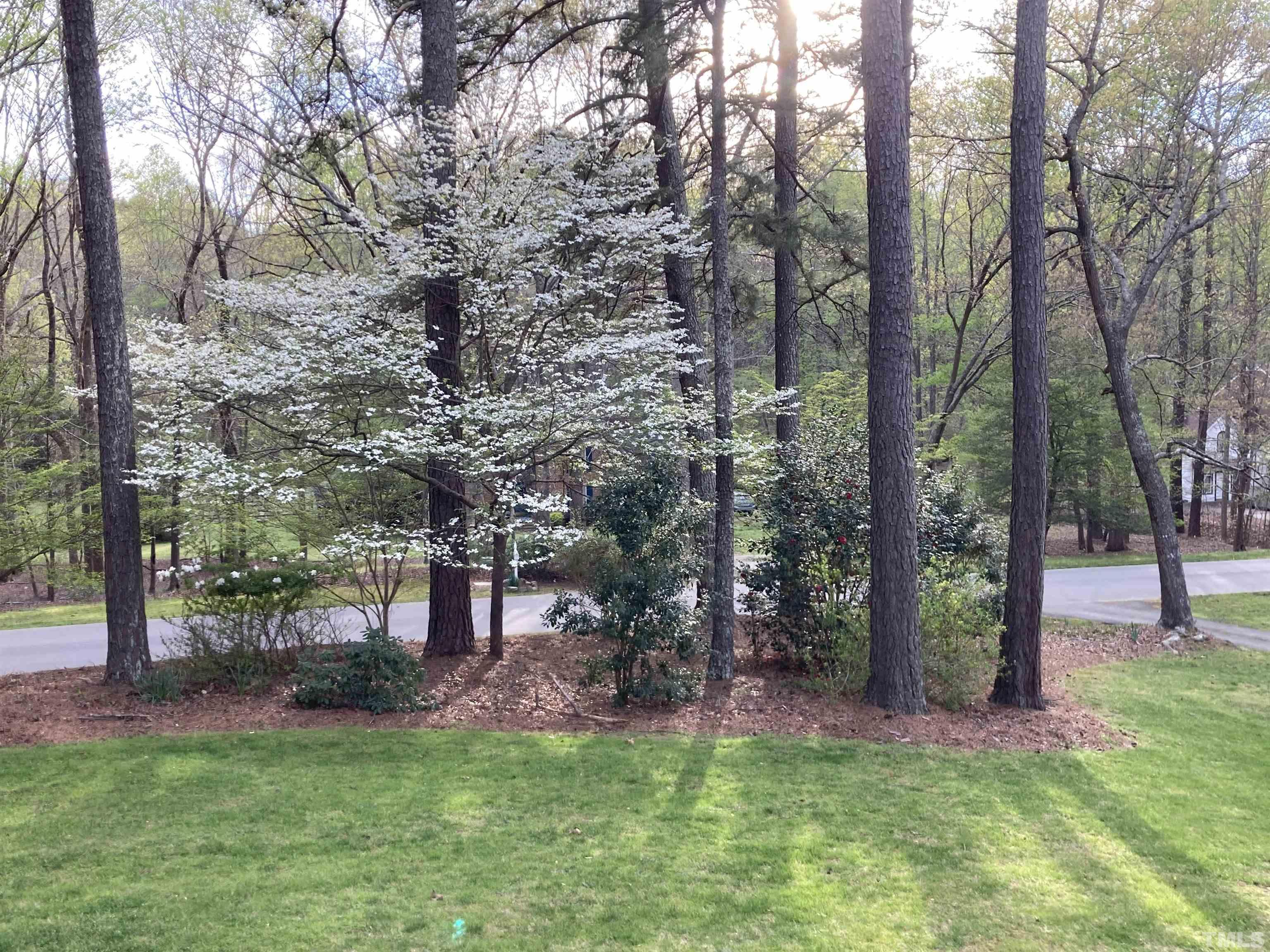 11613 Appaloosa Street West Raleigh, NC 27613 - Photo 5 of 6 a view of a trees in a yard