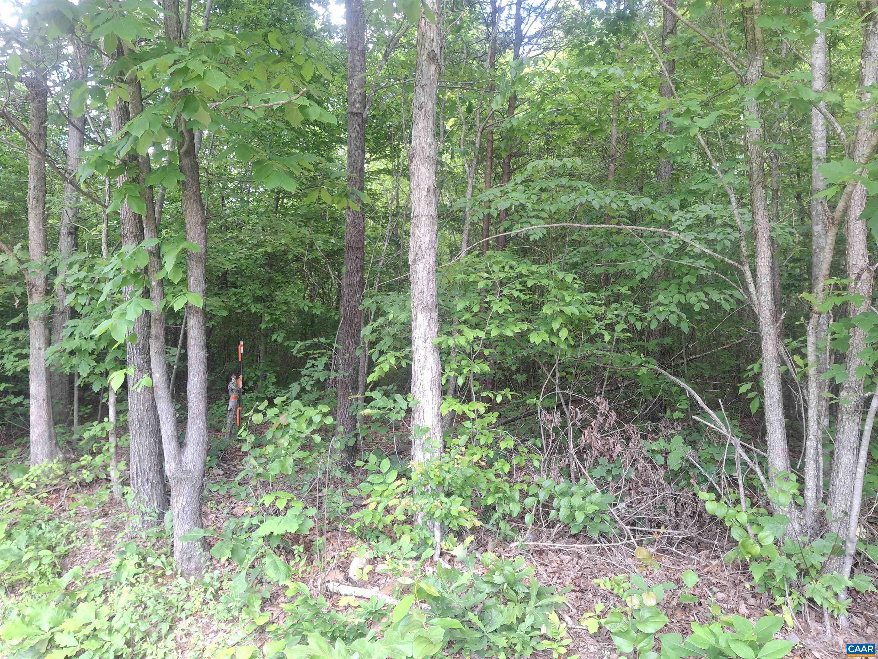 Tbd Liberty Road New Canton, VA 23123 - Photo 5 of 5 a view of forest