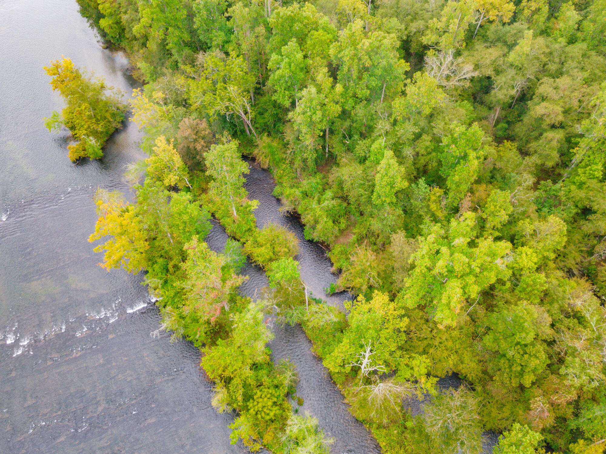 0 Ellis Creek Road Reliance, TN 37369 - Photo 46 of 52 Gallery Image 46