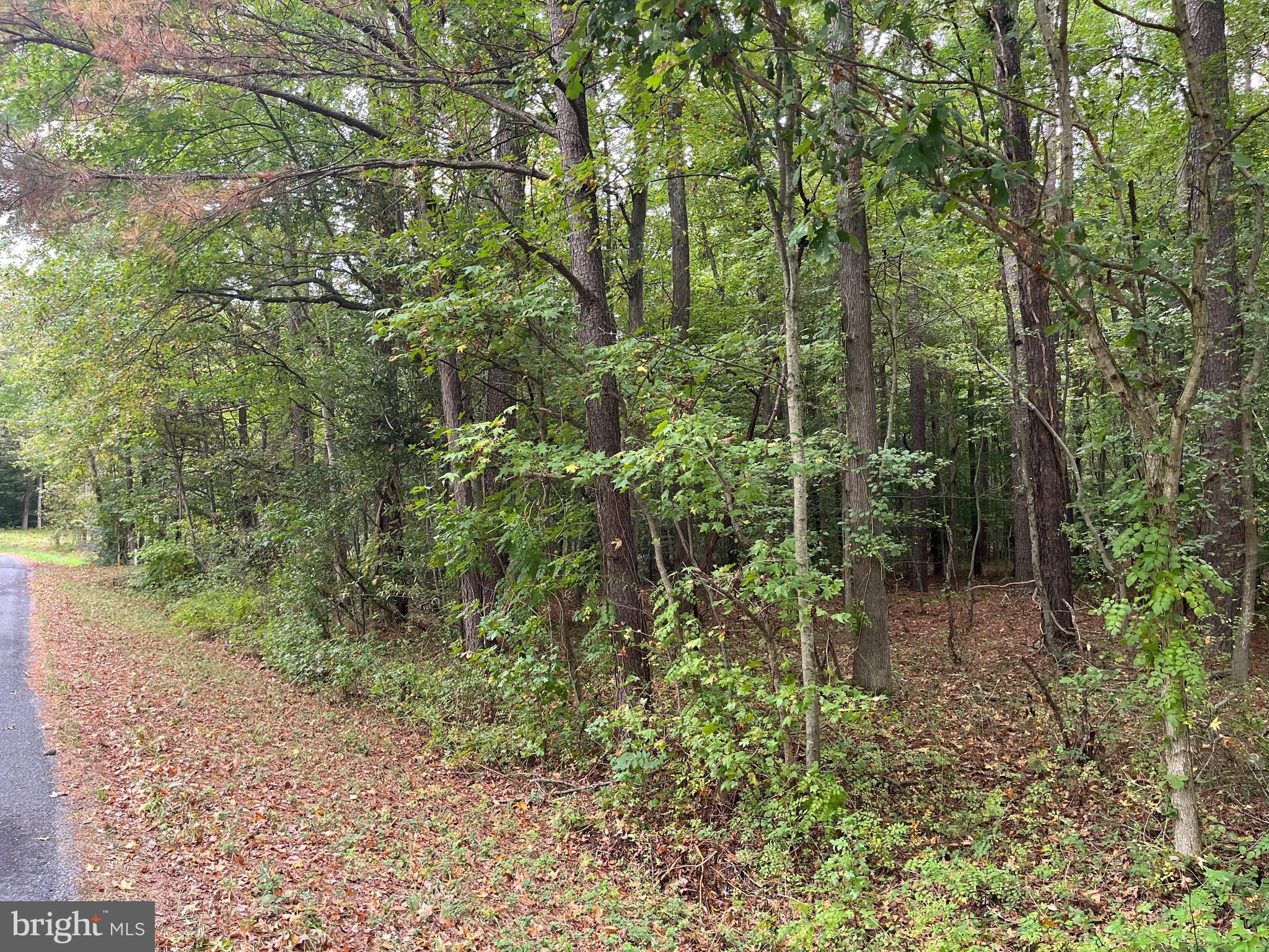 Burnt Mill Road Ridgely, MD 21660 - Photo 2 of 7 Front of building lot facing the road