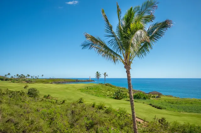 a view of a yard with a palm tree