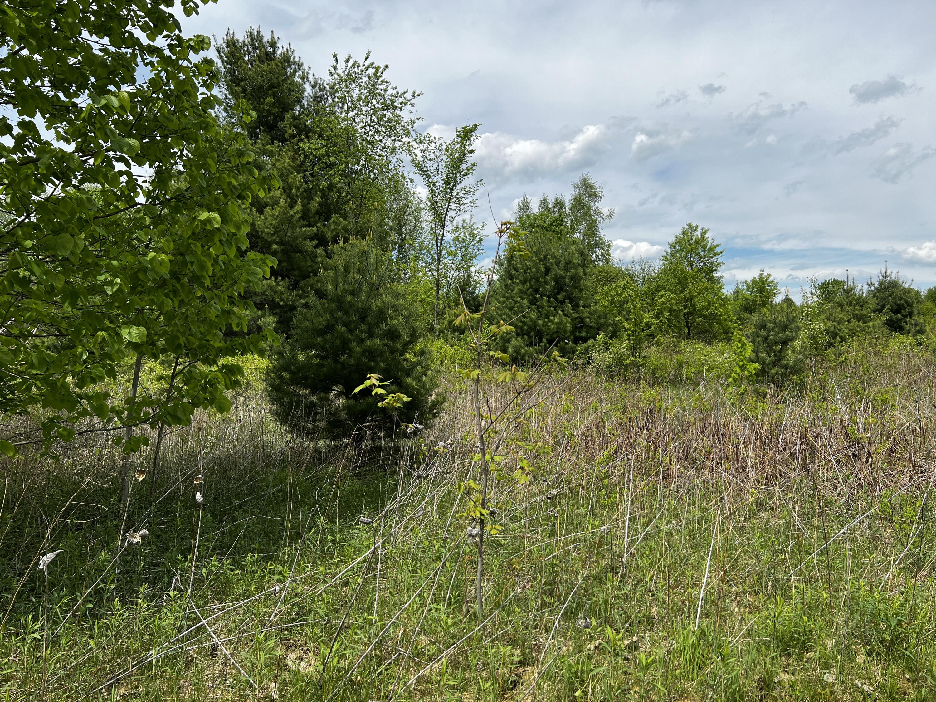 Lot 6 Emery Farm Road Medford, ME 04463 - Photo 11 of 27 IMG_4253