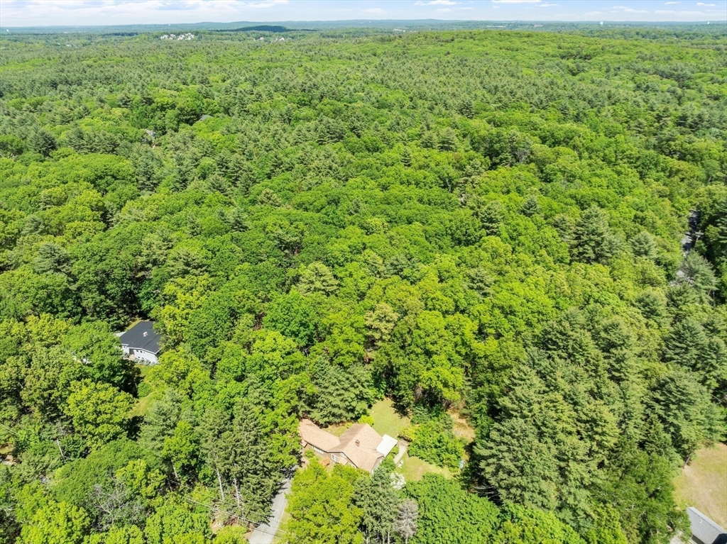 38 Rutland Street Carlisle, MA 01741 - Photo 17 of 18 a view of a big yard with plants and large trees