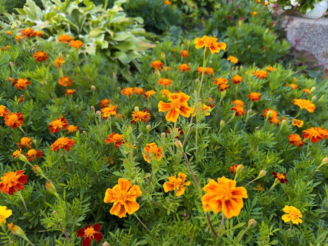 1124 8th Avenue Southwest Faribault, MN 55021 - Photo 45 of 57