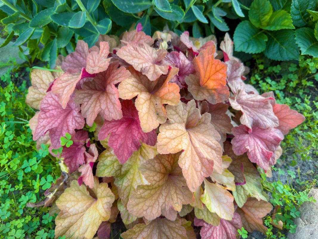 1124 8th Avenue Southwest Faribault, MN 55021 - Photo 52 of 57