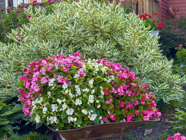 $269,900 | 1124 8th Avenue Southwest, Faribault, MN 55021