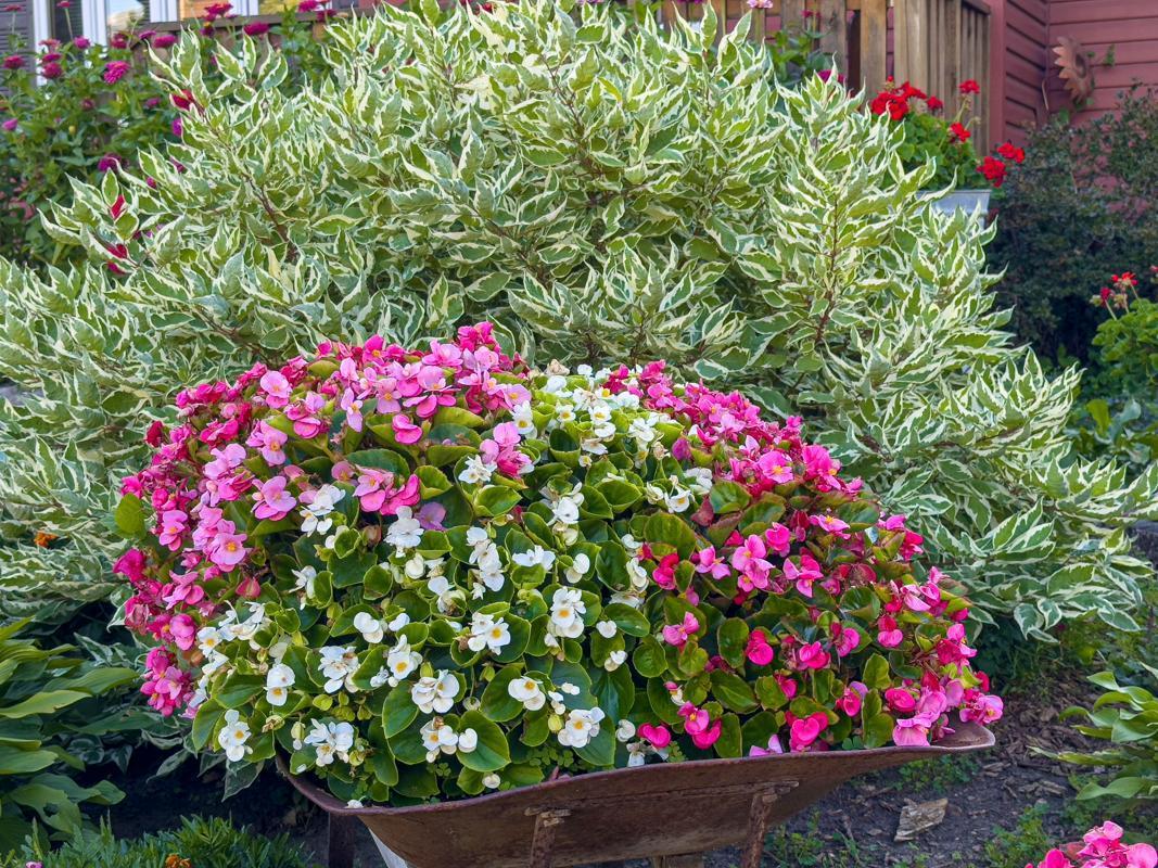 1124 8th Avenue Southwest Faribault, MN 55021 - Photo 53 of 57