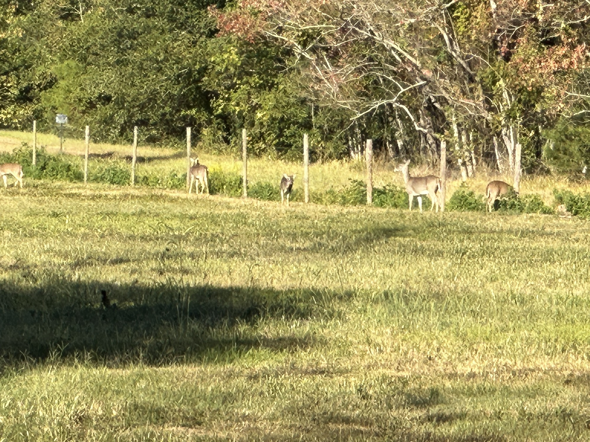 313 Roy Road Wallisville, TX 77597 - Photo 35 of 38