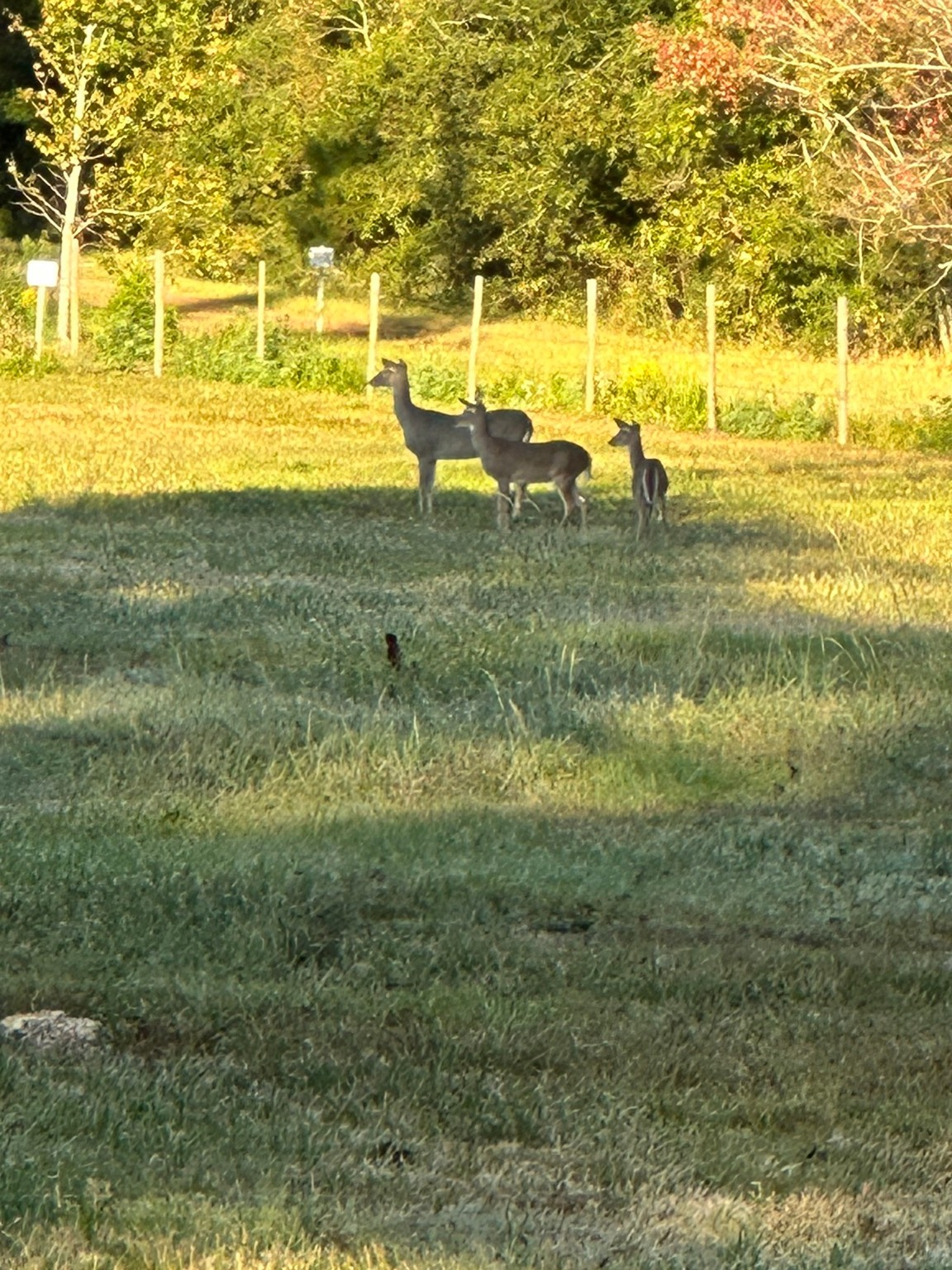 313 Roy Road Wallisville, TX 77597 - Photo 38 of 38