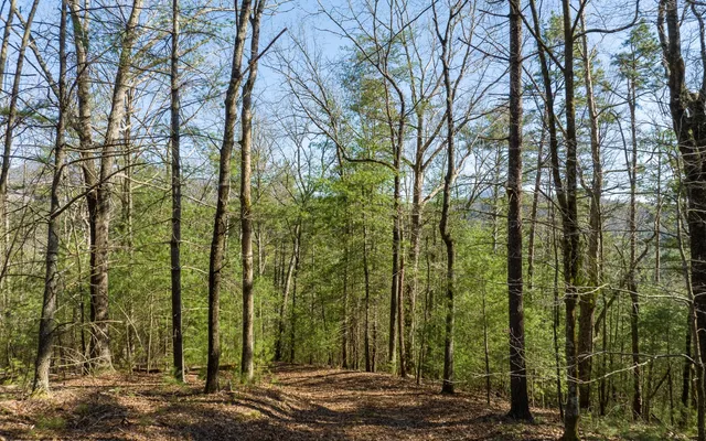 $300,000 | 3-ac Coatopa Court, Ellijay, GA 30540