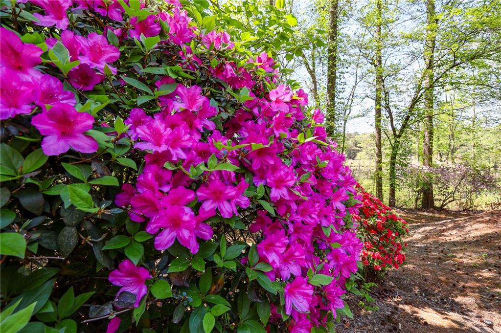 6795 Dawg Ridge Dawsonville, GA 30534 - Photo 75 of 84