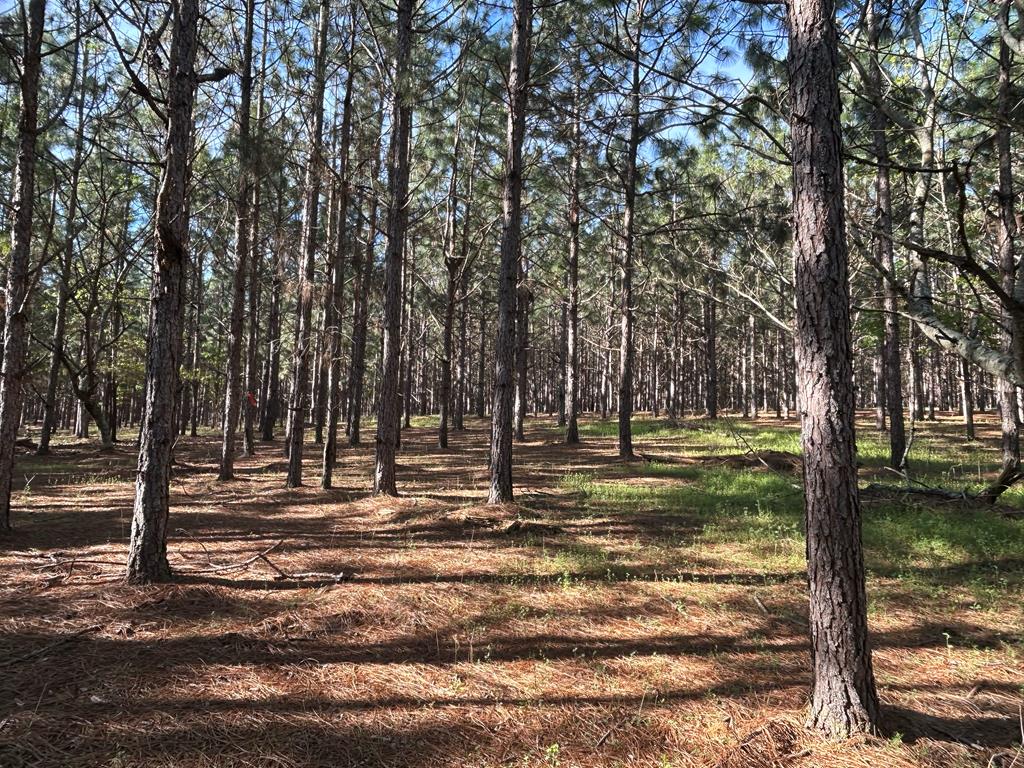 Lot 6-3 -ac Cty Road Newville, AL 36353 - Photo 22 of 24