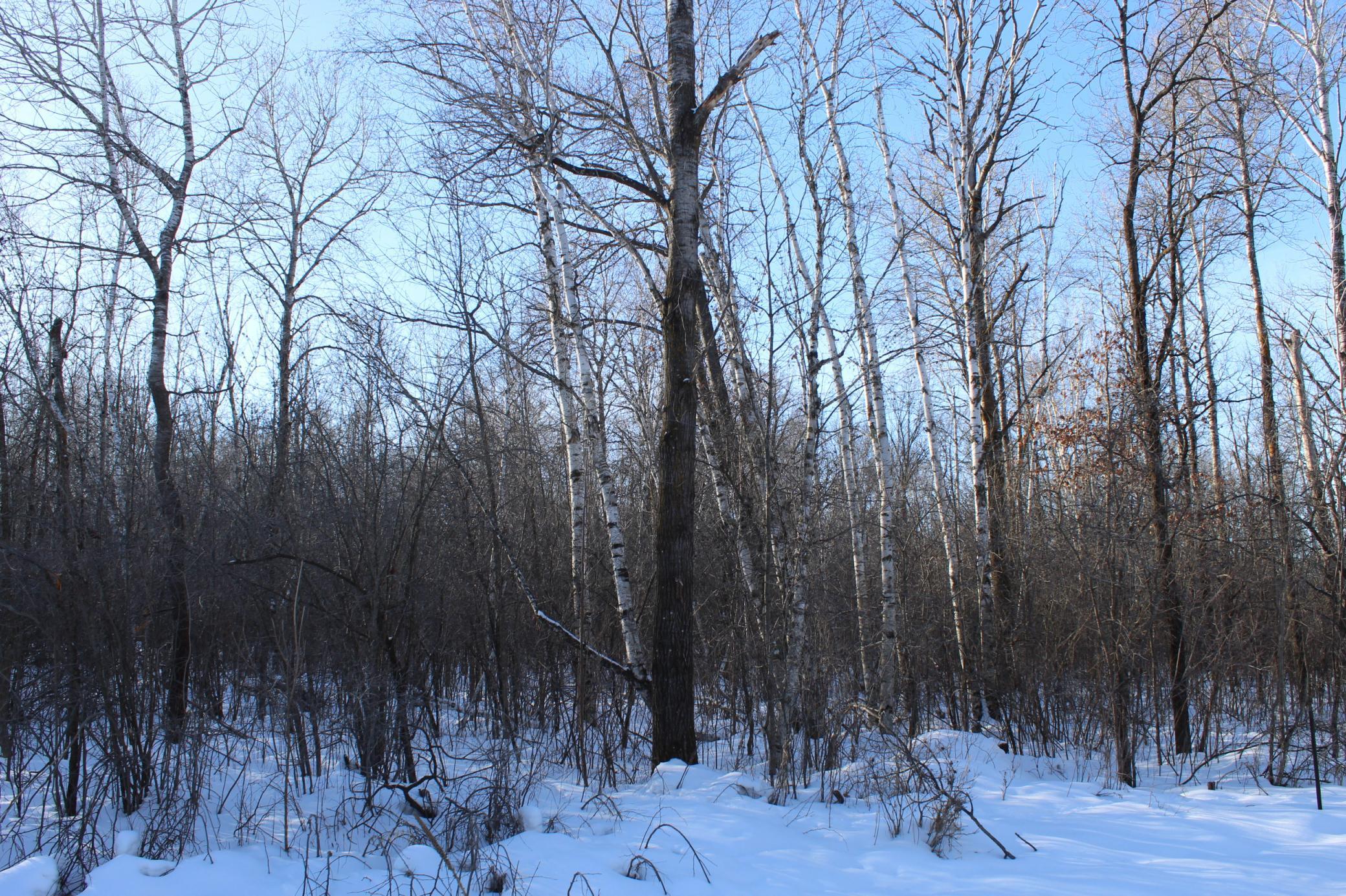 9-xxx 200th Street Milaca, MN 56353 - Photo 4 of 6