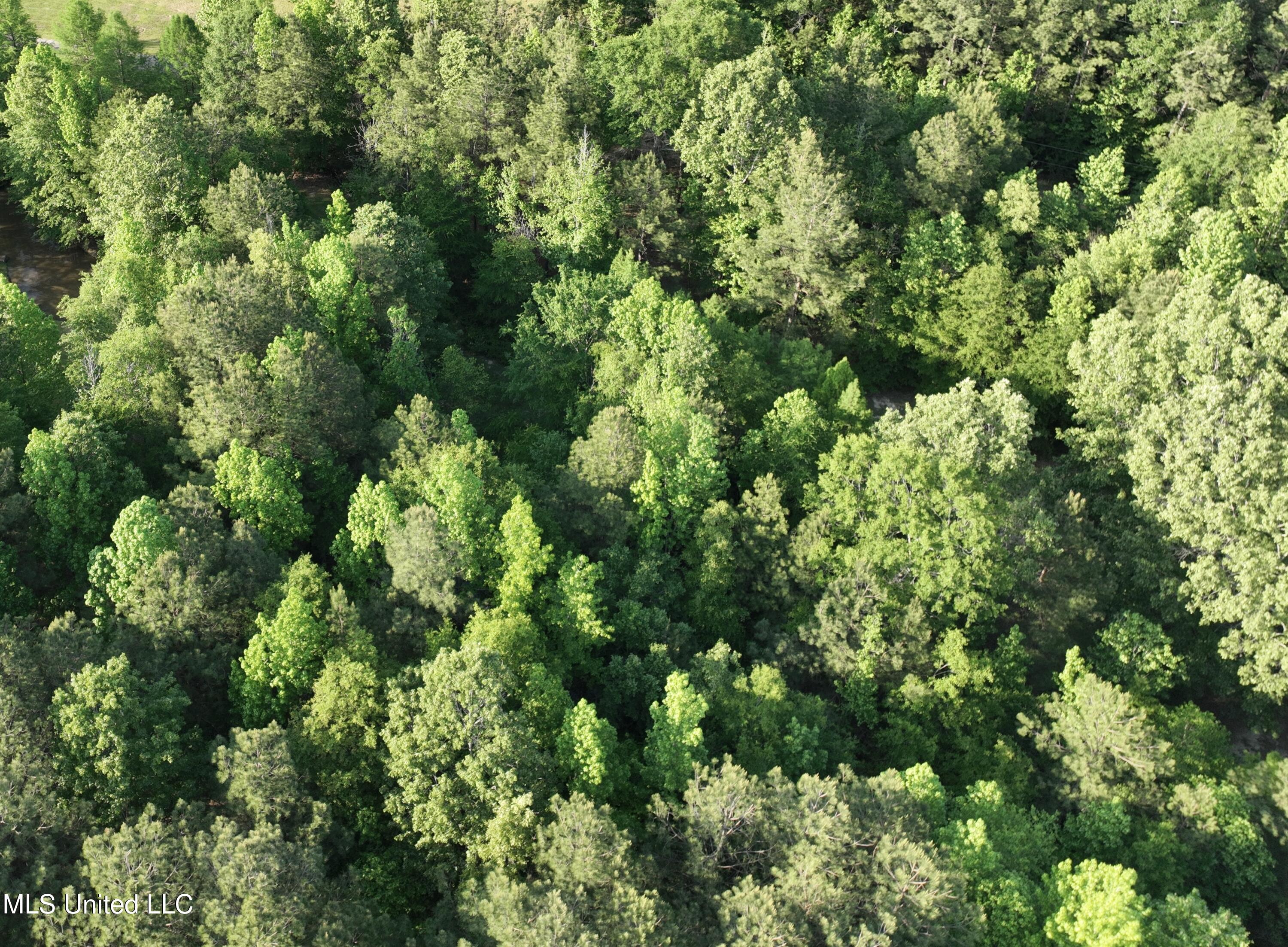 0 Holly Bush Road Pelahatchie, MS 39145 - Photo 2 of 2 pelahatchie .jpg