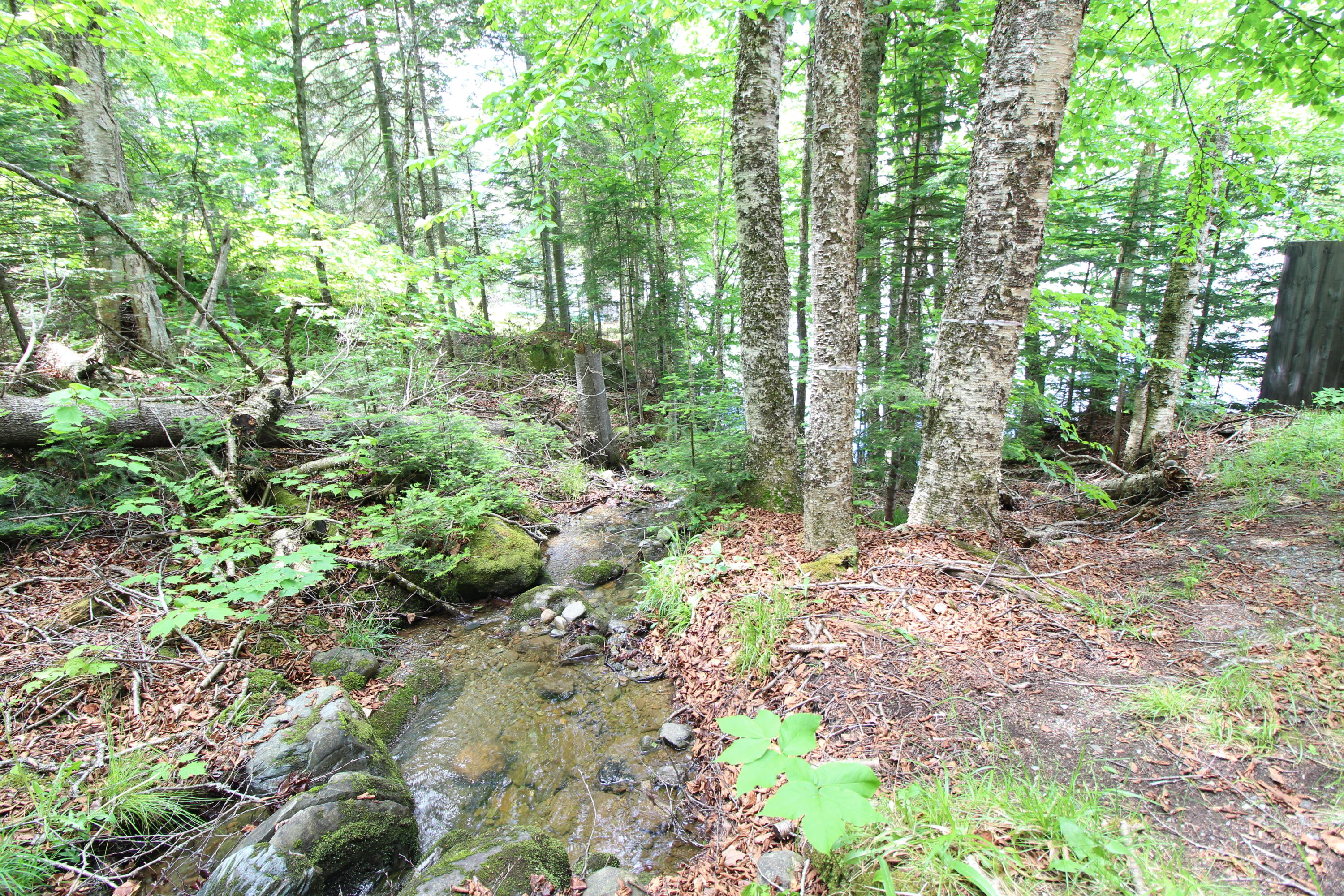 Lot 16.1 Alca Heights Road Oquossoc, ME 04964 - Photo 36 of 48 IMG_5813