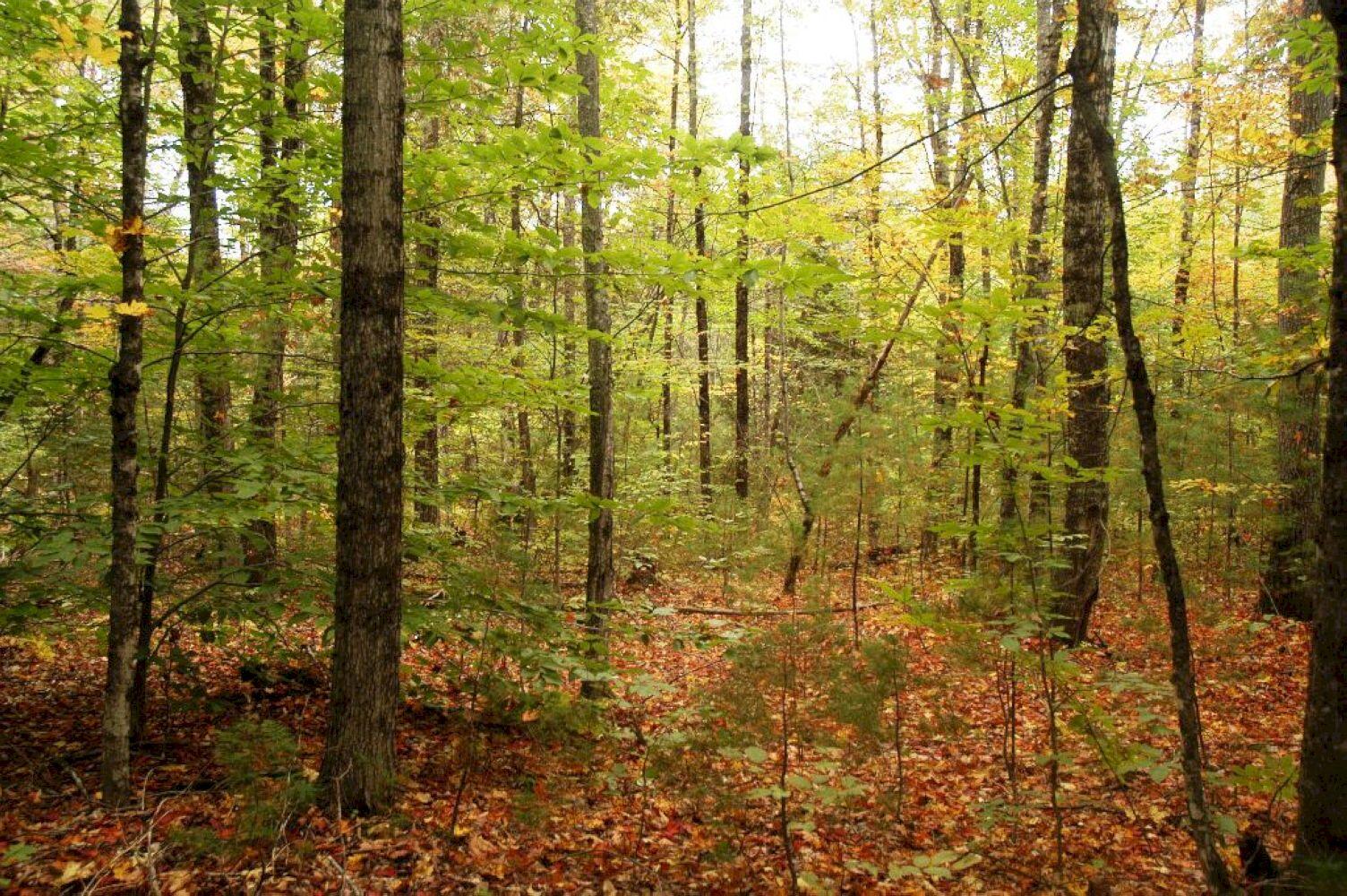 0 South Solon Road Solon, ME 04979 - Photo 9 of 11 DSC_6624