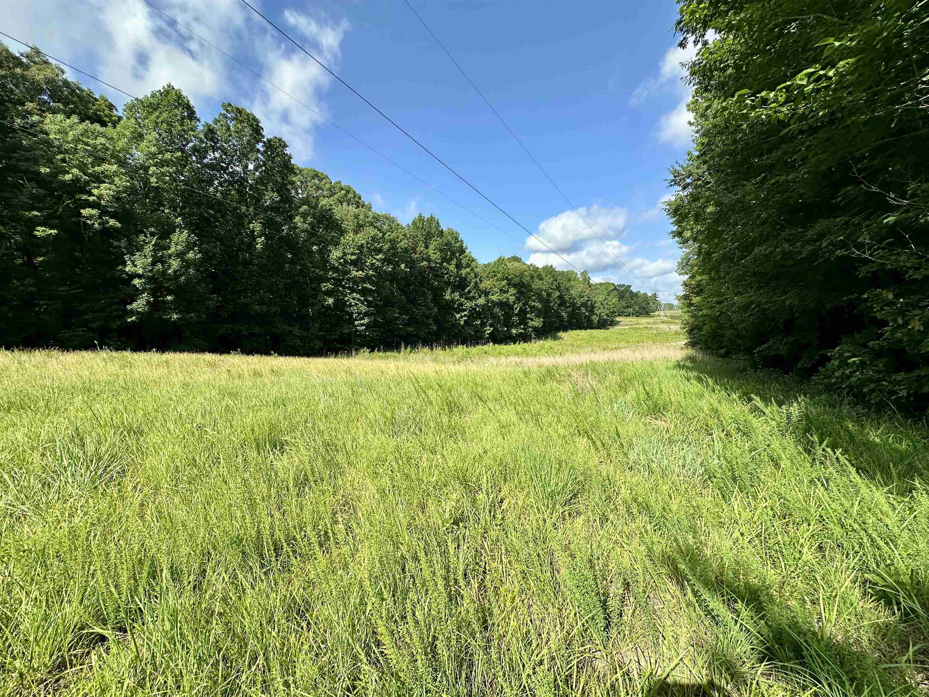 1465 Bobbitt Road Williston, TN 38076 - Photo 9 of 16 a view of yard with large trees